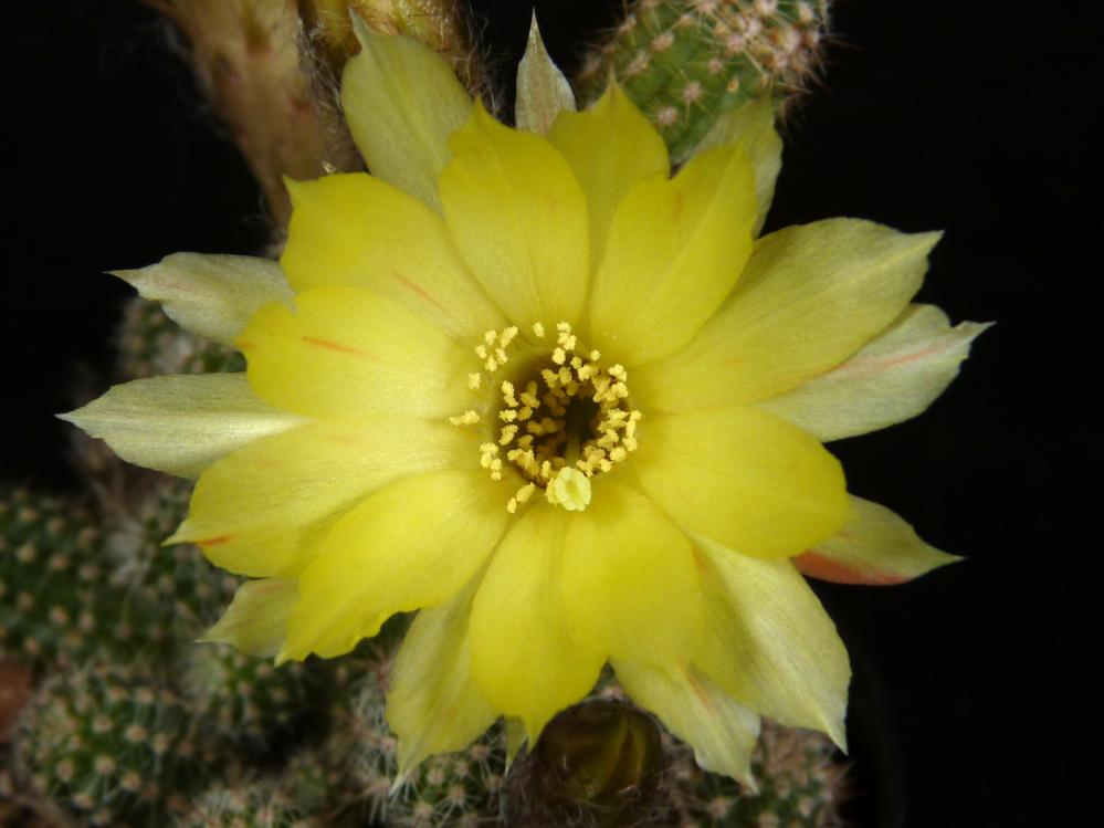 Chamaecereus